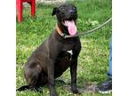 Adopt Sylvie - FOSTER HOME NEEDED! a Terrier, Labrador Retriever