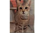 Adopt Shelly a Abyssinian