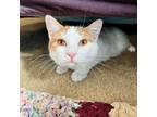 Adopt Bird - bonded to mama Chica a Domestic Short Hair