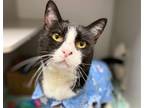 Adopt MR KITTY a Domestic Short Hair