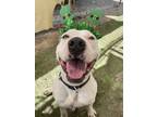 Adopt Mustard a Pit Bull Terrier, Mixed Breed