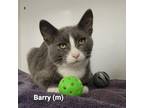 Adopt Barry a Domestic Short Hair