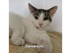 Adopt Danvers a Domestic Short Hair