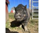 Adopt PUMBA a Pig