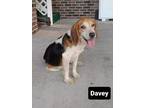 Adopt Davey Tarboro a Beagle