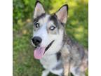 Adopt Flynn a Husky