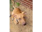 Adopt Zero a Pit Bull Terrier, Labrador Retriever