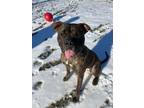 Adopt Carson a Boxer, Mastiff