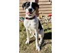 Adopt Domino a Border Collie