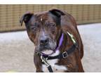 Adopt Bubba a Pit Bull Terrier