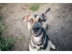 Adopt Jax a German Shepherd Dog, Pit Bull Terrier