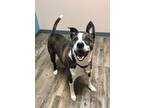 Adopt Augie a Pit Bull Terrier