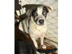 Adopt Elvis a Mixed Breed