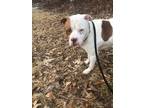 Adopt BENNY a Staffordshire Bull Terrier