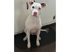 Adopt Ghost a Terrier