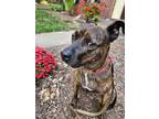 Adopt Whiskey a Mountain Cur, Pit Bull Terrier