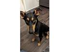 Adopt Keith a Doberman Pinscher, Australian Kelpie