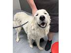 Alaska - foster needed Great Pyrenees Adult Male