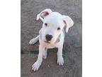 Finnigan American Bulldog Puppy Male