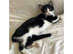 Tommy Domestic Shorthair Kitten Male