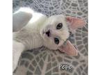 Pepe Domestic Shorthair Kitten Male