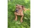 Spanky Boxer Puppy Male