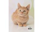 Ricky bonded with Lucy Domestic Shorthair Kitten Male