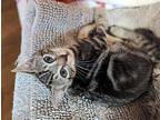 Ashley Domestic Shorthair Kitten Male