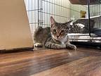 Dot Domestic Shorthair Kitten Female