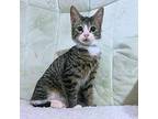 Harvey Domestic Shorthair Young Male