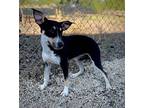 Bella Rat Terrier Puppy Female