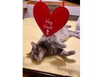 Adopt Ace of Hearts a American Shorthair