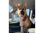 Astra German Shepherd Dog Adult Female