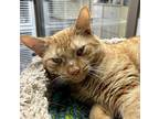 Hewey Domestic Shorthair Adult Male