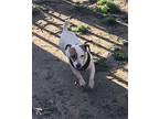 Shine Jack Russell Terrier Adult Female