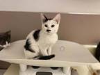 Maddie Domestic Mediumhair Kitten Female