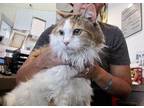 Rosenyland Cupid 56474 Norwegian Forest Cat Adult Female