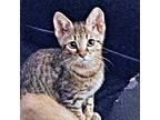 Bubbles Domestic Shorthair Kitten Male