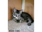 basil Tabby Kitten Female