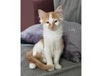 Lily Domestic Mediumhair Kitten Female