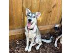 May Husky Young Female