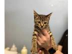 Cricket Domestic Shorthair Kitten Female