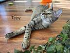 Tippy Domestic Shorthair Kitten Female