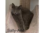 Sally Ann Domestic Shorthair Kitten Female