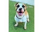 CRUNCHWRAP American Staffordshire Terrier Adult Male