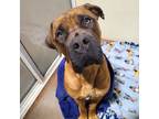 Adopt Meech a Mastiff