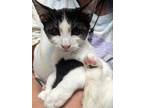 Arthur Morgan Domestic Shorthair Kitten Male