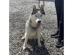 LUNA MOON Husky Adult Female