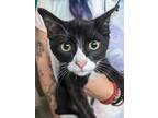 Pony Boy Domestic Shorthair Kitten Male