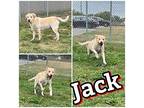 Jack - SPONSORED Labrador Retriever Adult Male